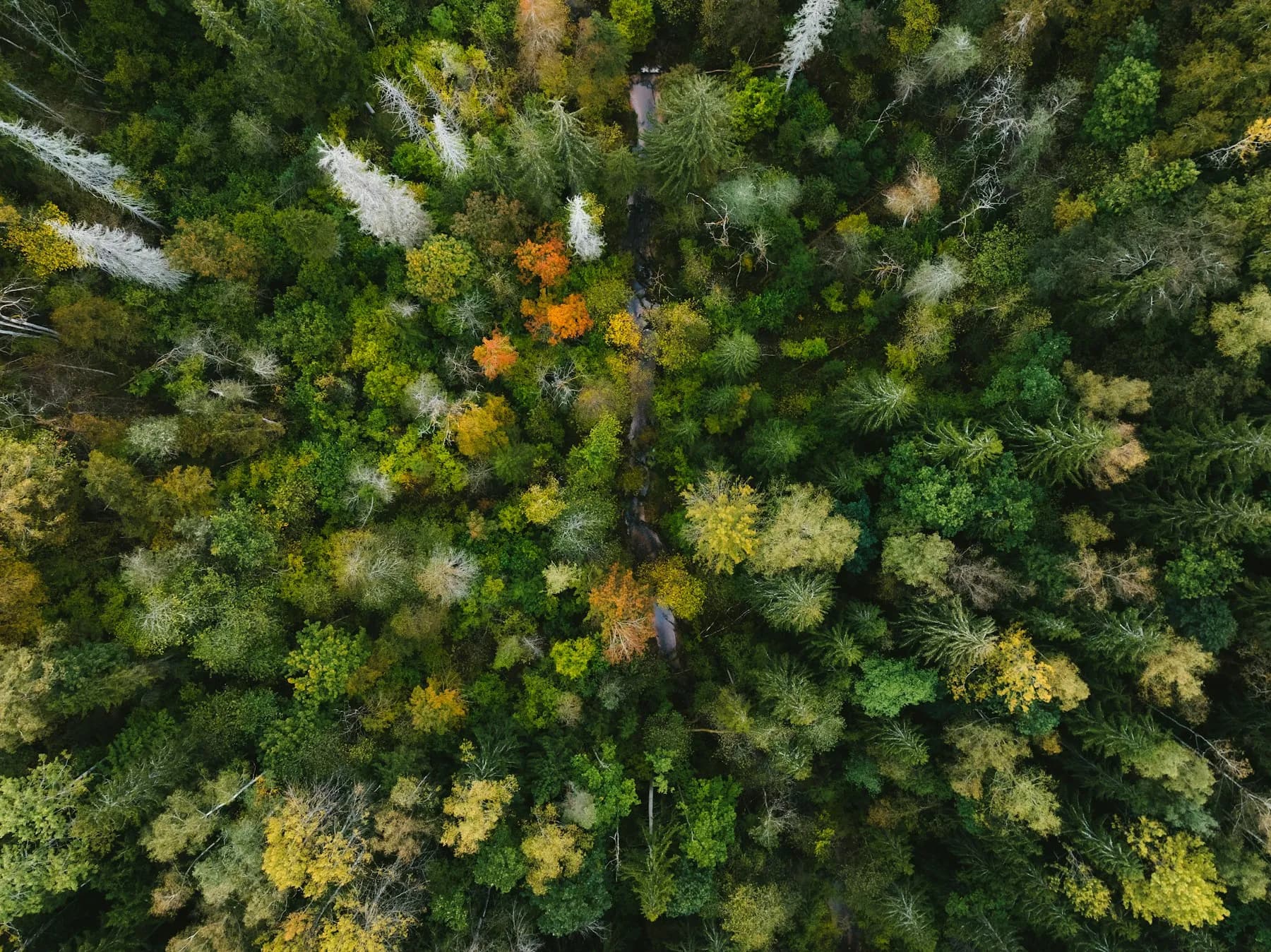 Forest